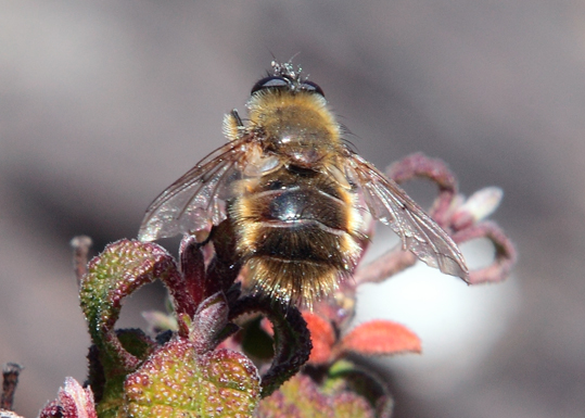 Tachinidae: Tachina lurida